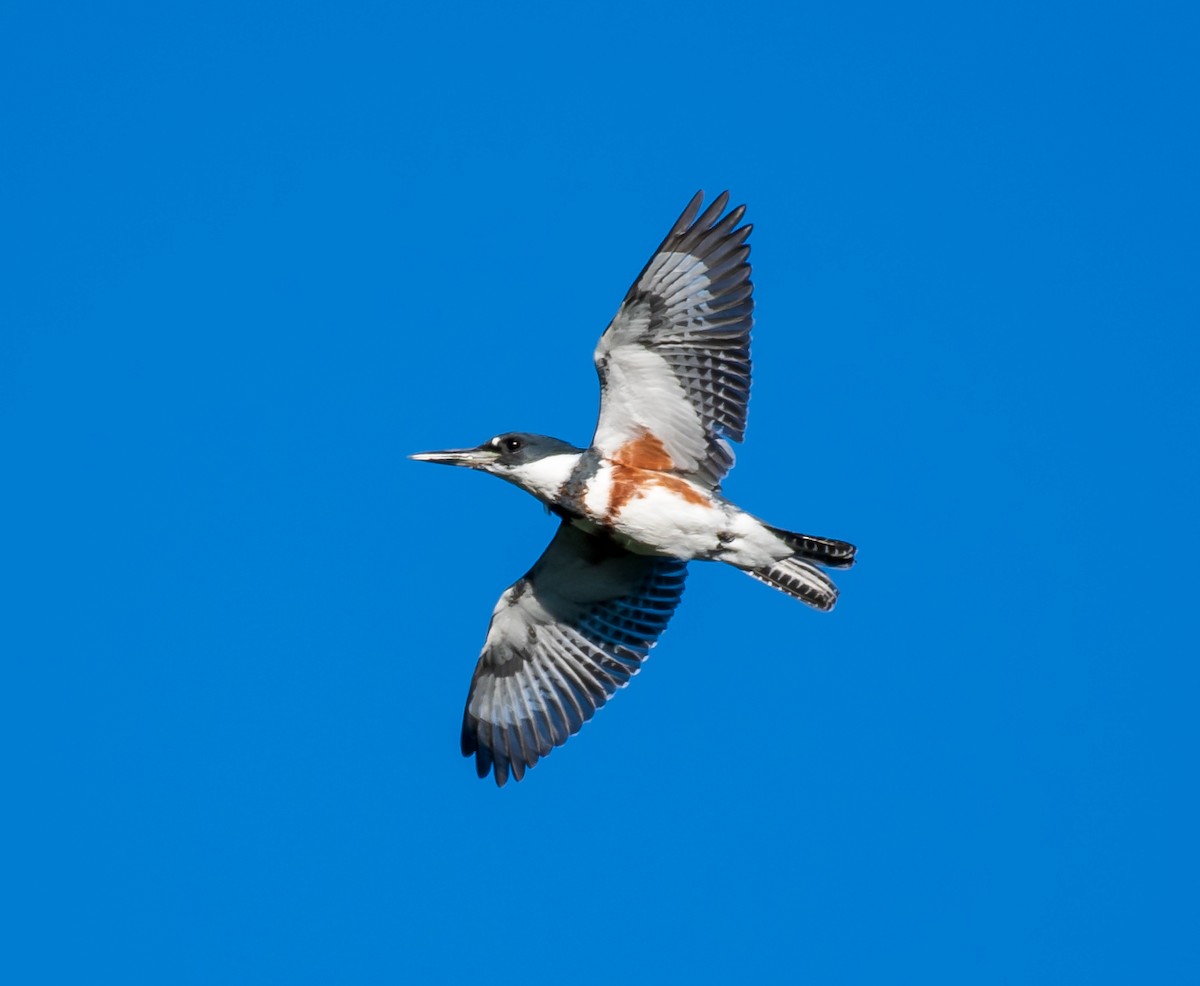 Belted Kingfisher - Mary McSparen