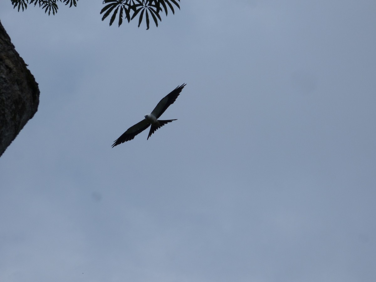 Swallow-tailed Kite - woody wheeler