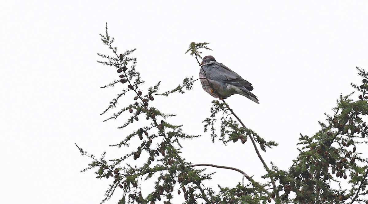 Band-tailed Pigeon - ML121822681