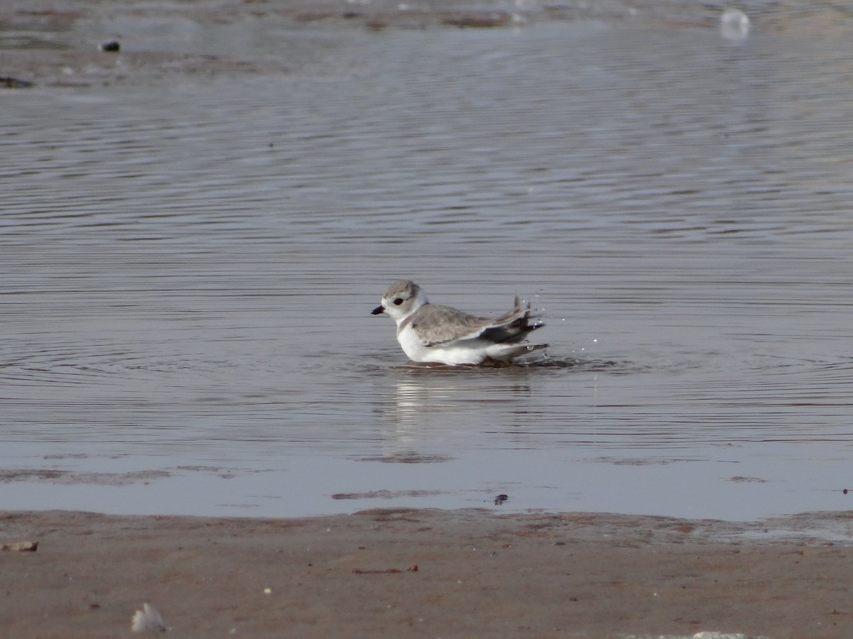 Piping Plover - Andrew Raamot and Christy Rentmeester