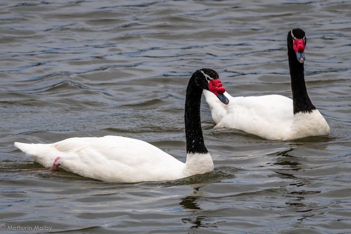 Black-necked Swan - ML121823751
