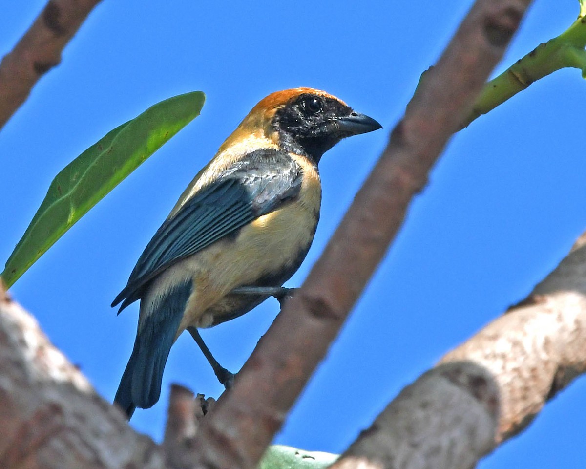 Burnished-buff Tanager - ML121827241
