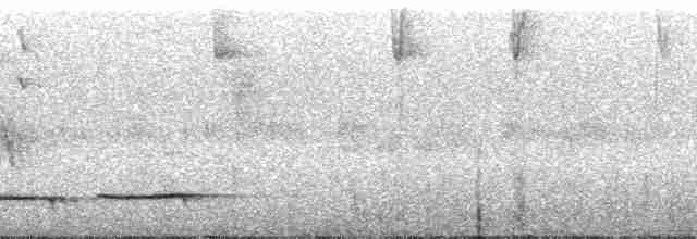 gråhettetanagar (chrysogaster) - ML121828