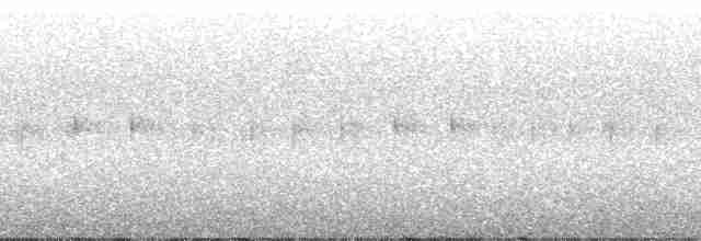 Пестрогрудый тираннчик - ML121831