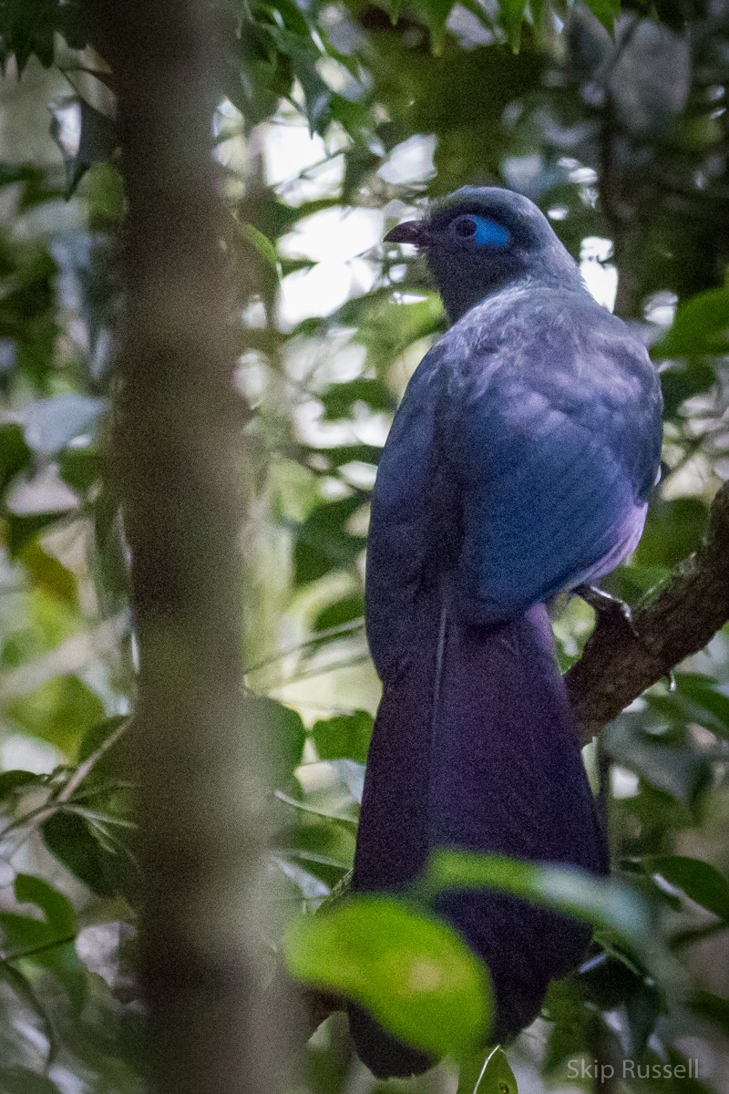 Blue Coua - Skip Russell