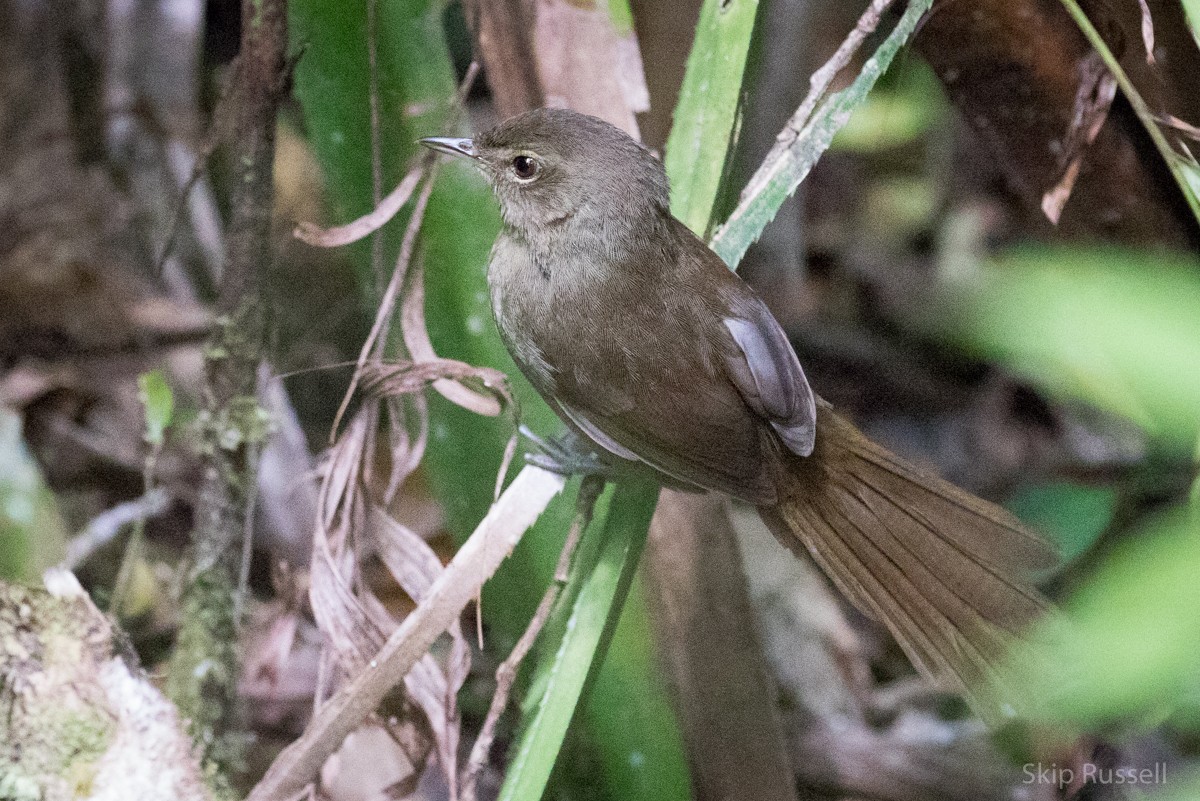 Malagasy Brush-Warbler (Malagasy) - Skip Russell