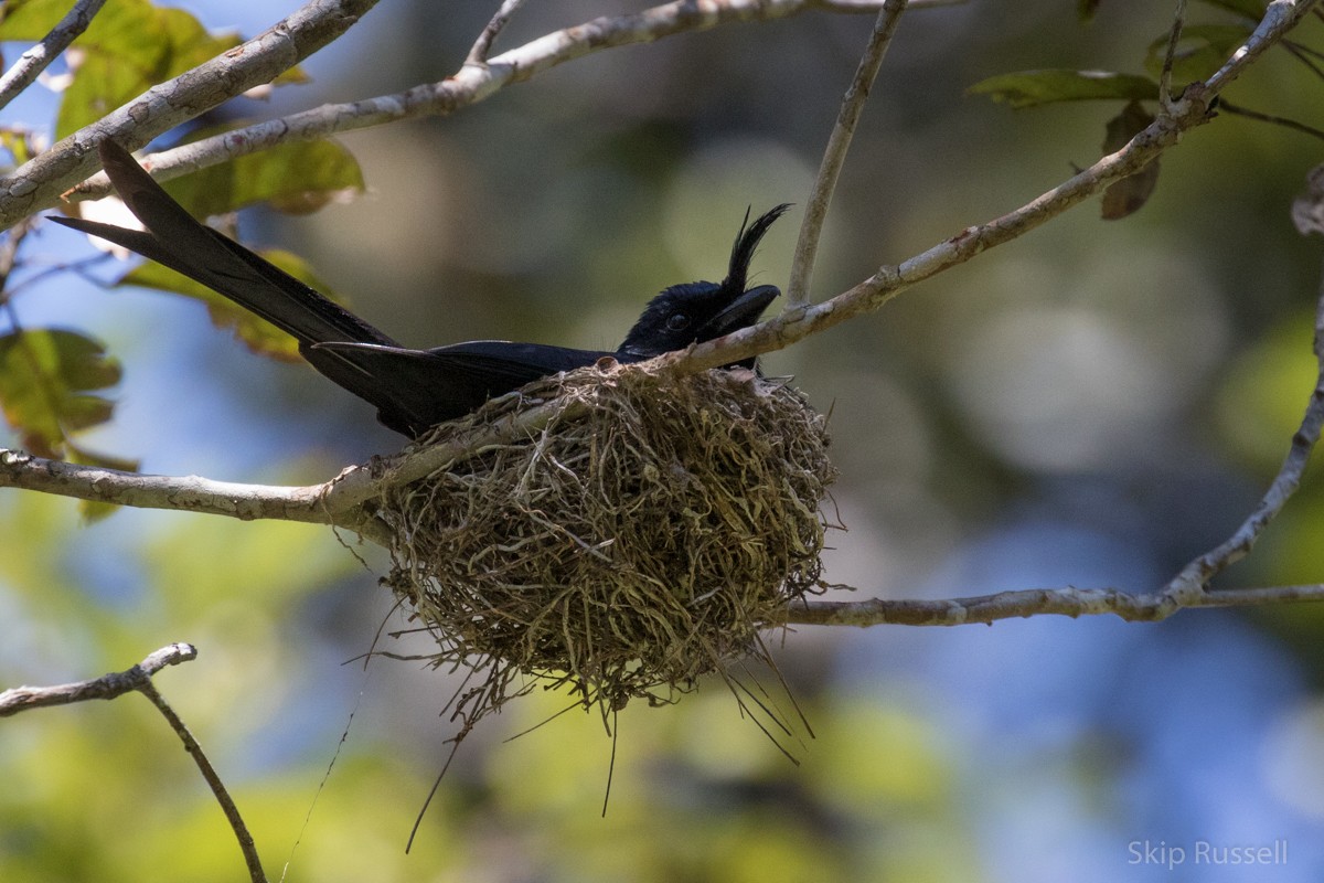 Crested Drongo (Madagascar) - Skip Russell