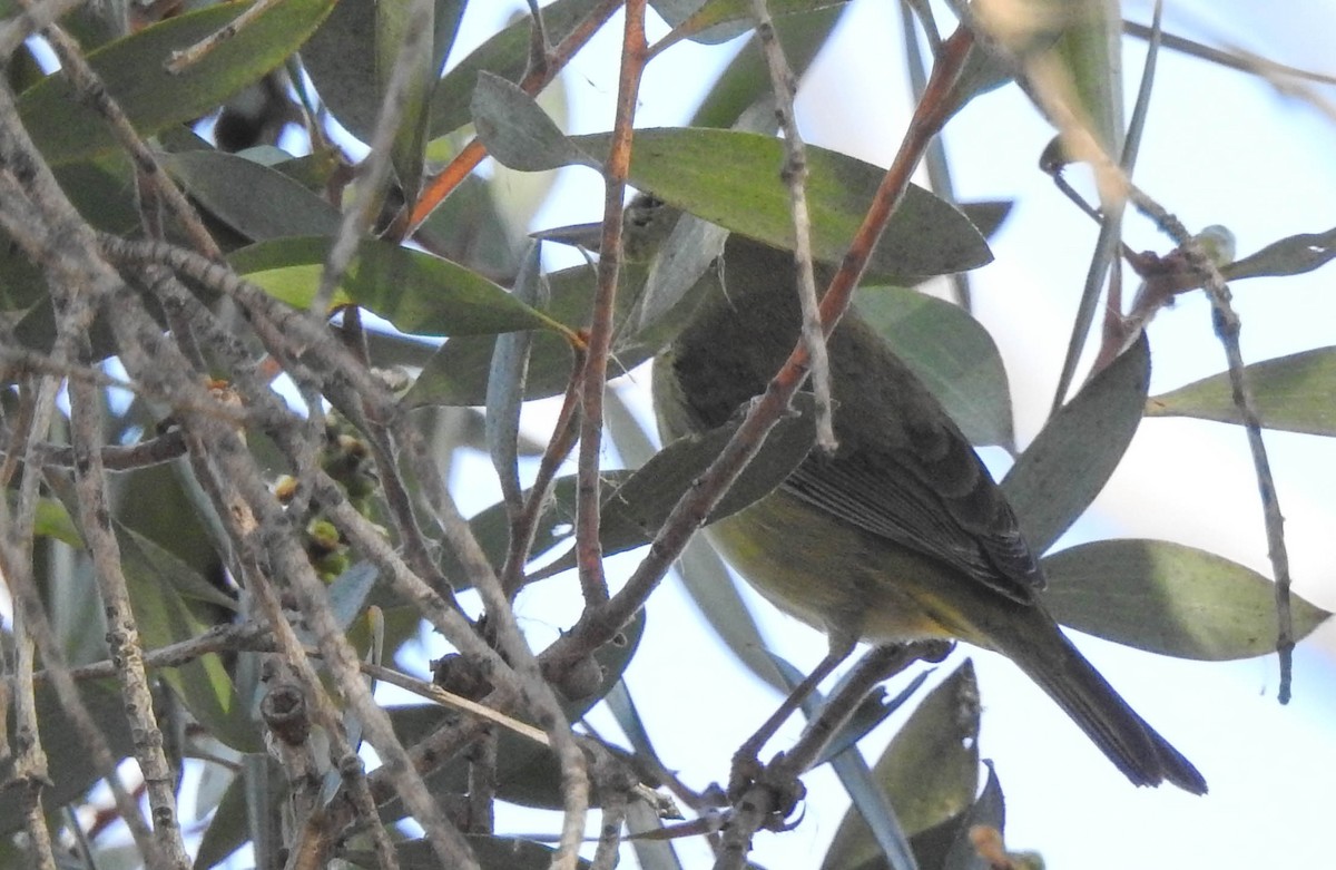 new world warbler sp. - Tracy Drake