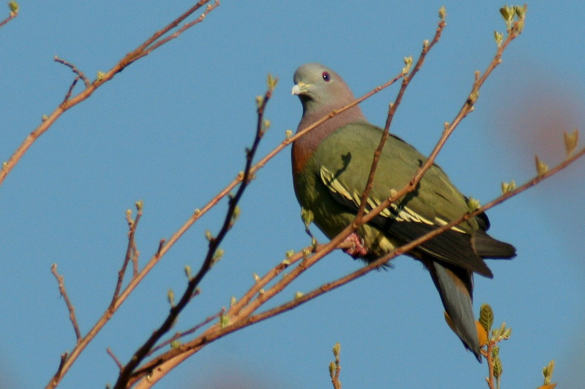 Розовошейный зелёный голубь - ML121836441