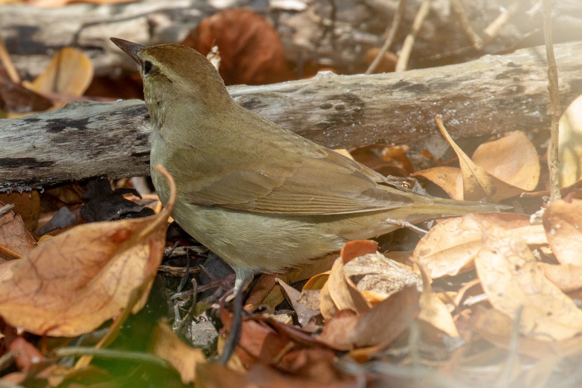 Swainson's Warbler - Will Chatfield-Taylor