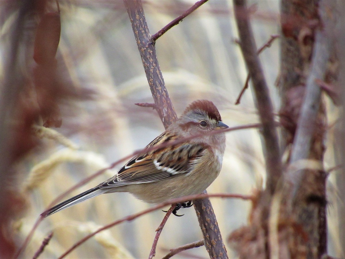 American Tree Sparrow - ML121837381