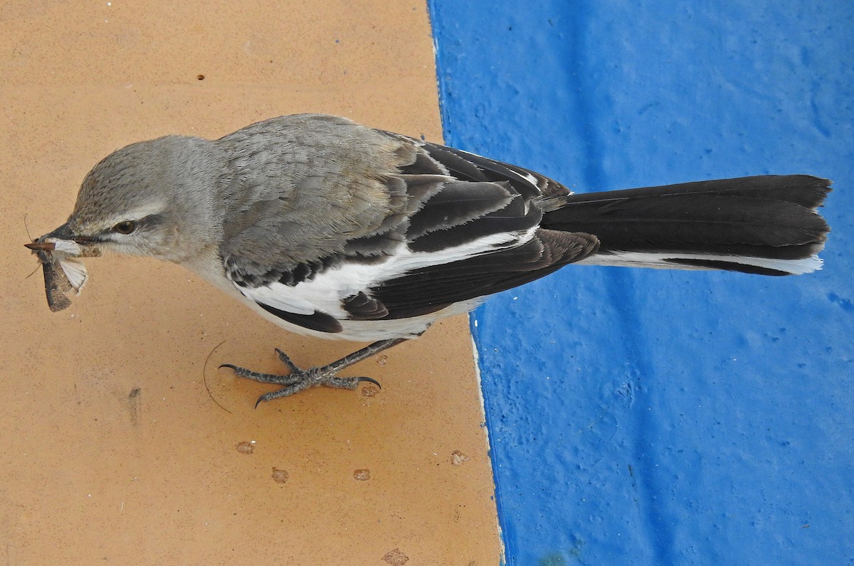 White-banded Mockingbird - Hugo Hulsberg