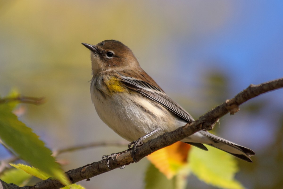 Yellow-rumped Warbler - Will Chatfield-Taylor