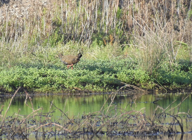 eBird Australia Checklist 4 Nov 2018 Yelarbon Lagoon 39 species