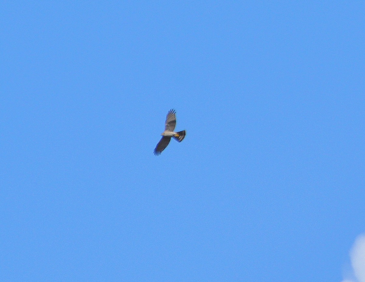 Eurasian Sparrowhawk - ML121847981