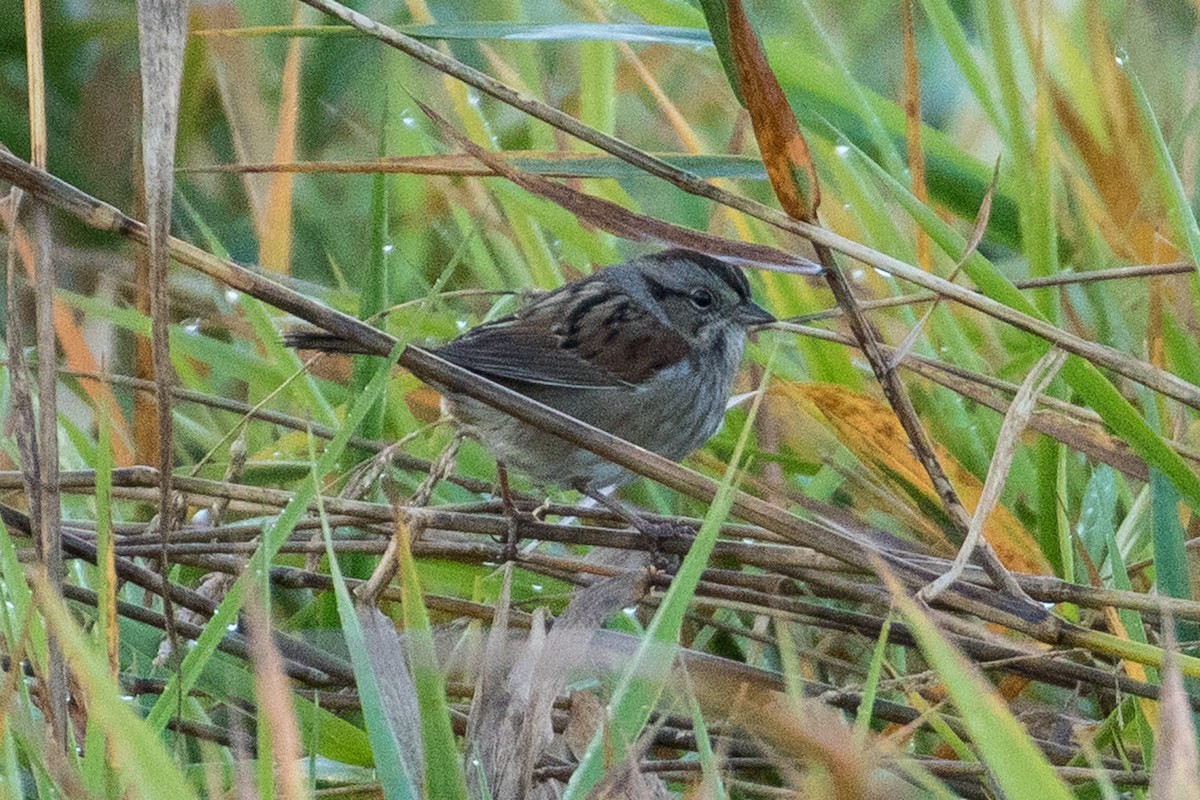Swamp Sparrow - John Reynolds