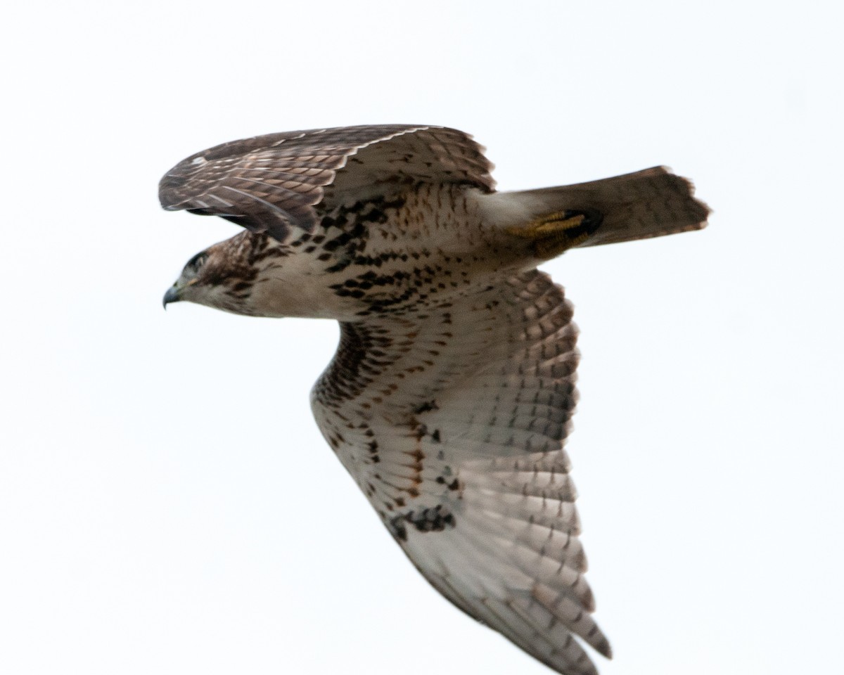 Red-tailed Hawk - Scott Judd