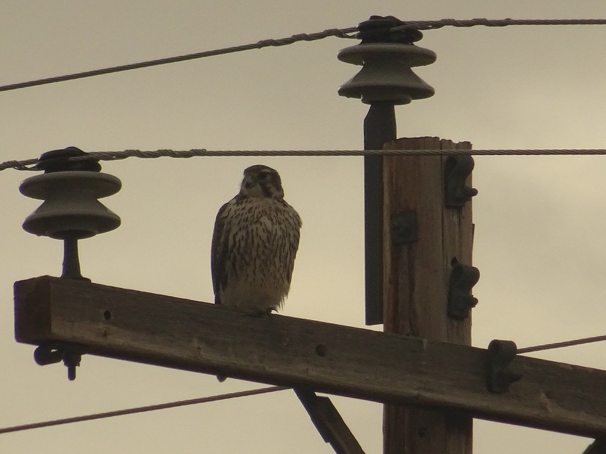 Prairie Falcon - KELLI DELGADO