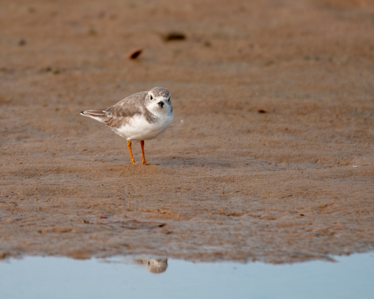 Piping Plover - ML121850801