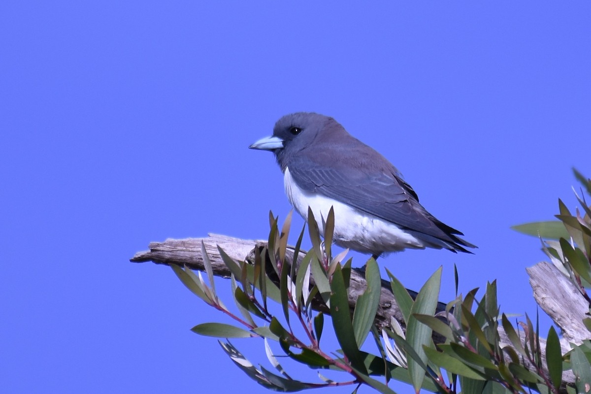 White-breasted Woodswallow - Stephen Haase