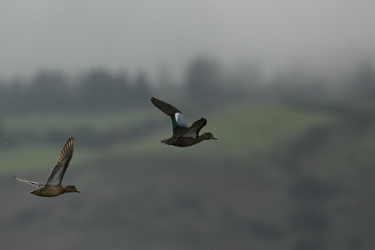 Blue-winged Teal - ML121852881