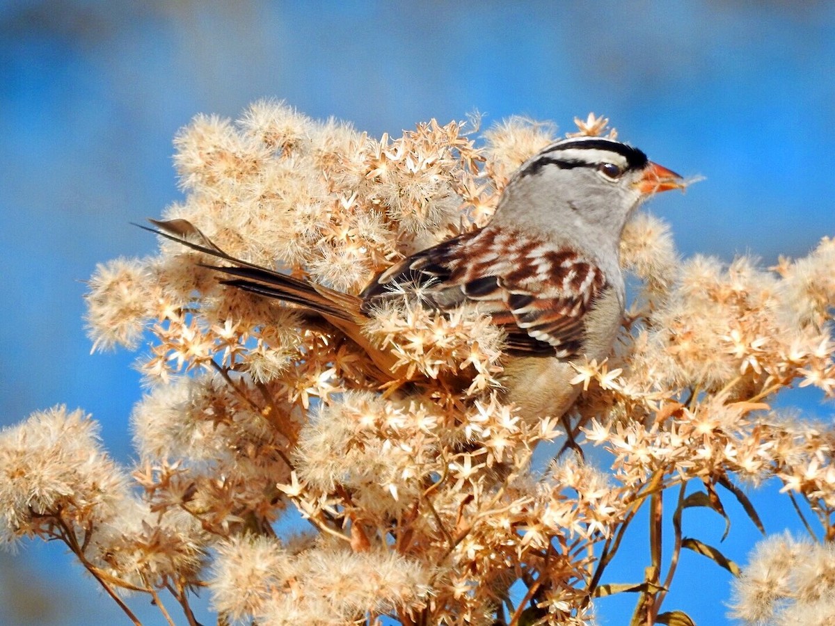 White-crowned Sparrow - Jayne L