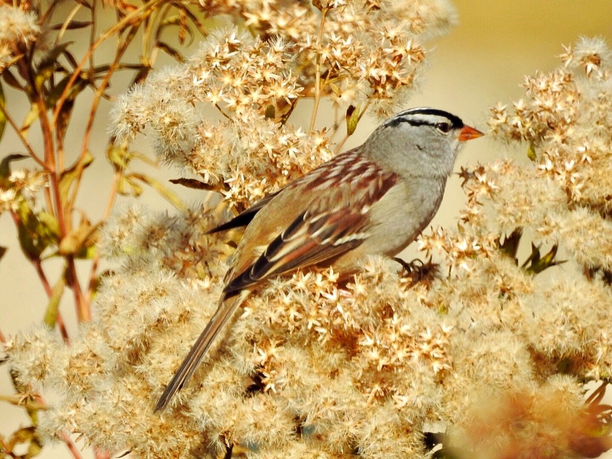 White-crowned Sparrow - Jayne L