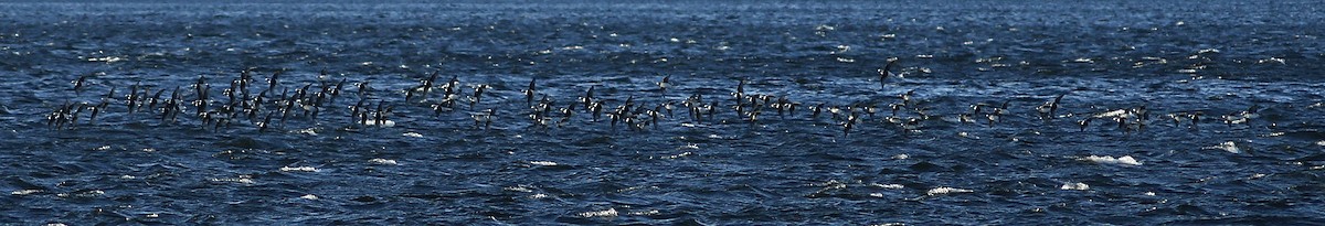 Long-tailed Duck - ML121861181
