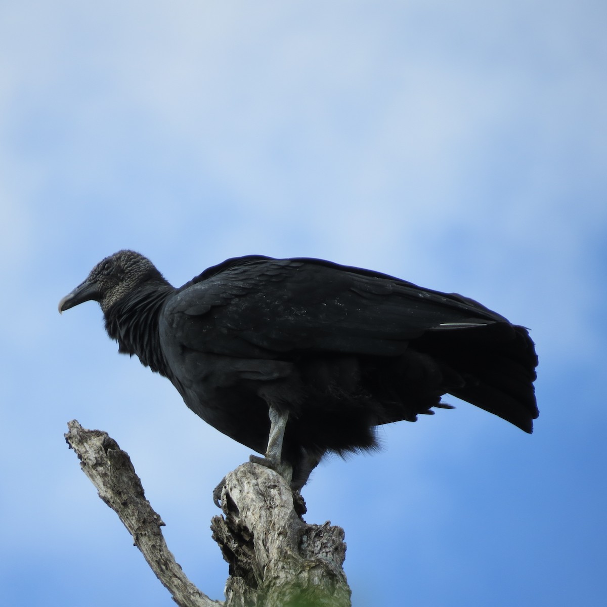 Black Vulture - Mariza R. (Marcy) Barbosa