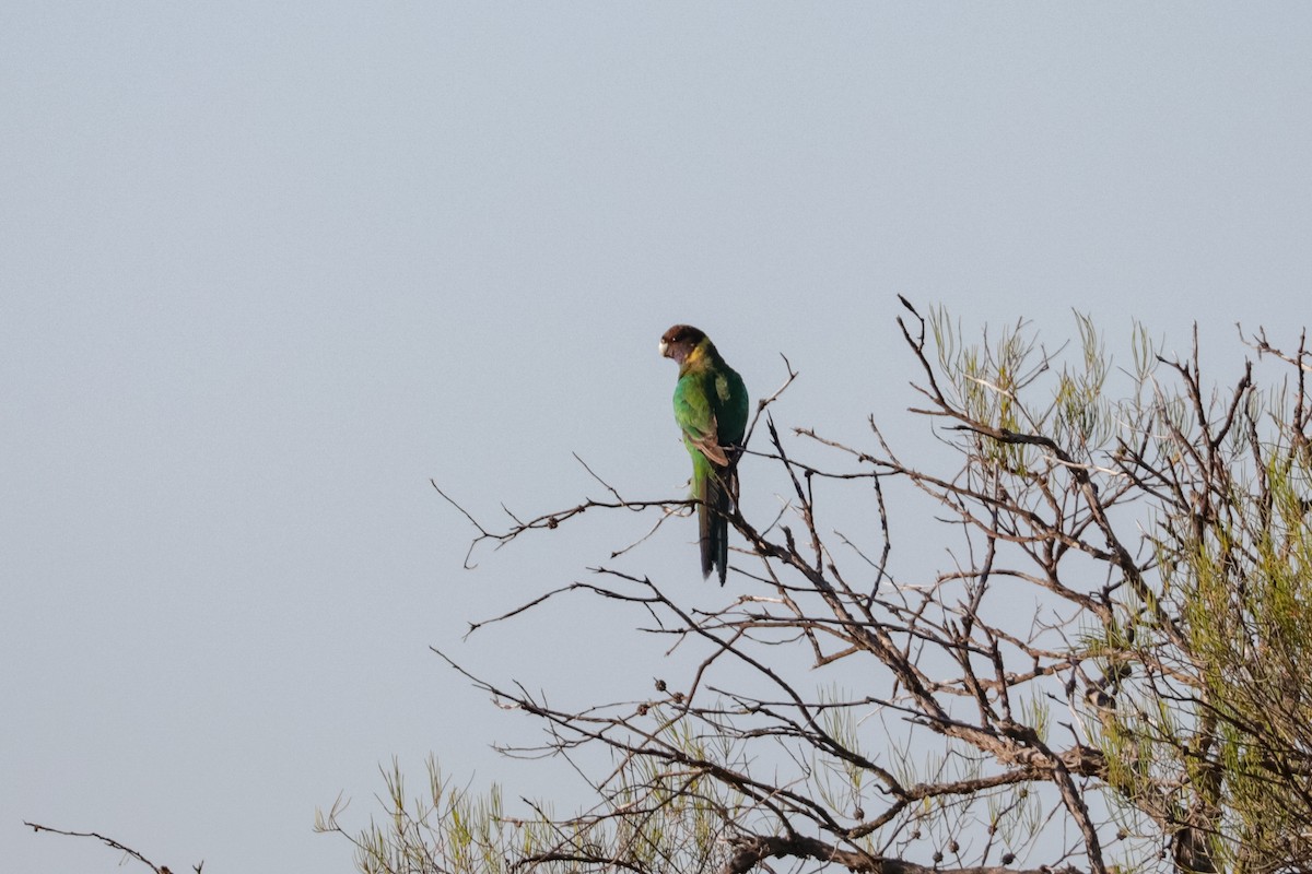 Воротничковый попугай (zonarius) - ML121862651