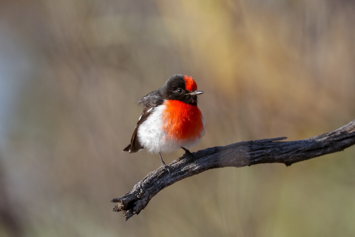 Red-capped Robin - ML121862791