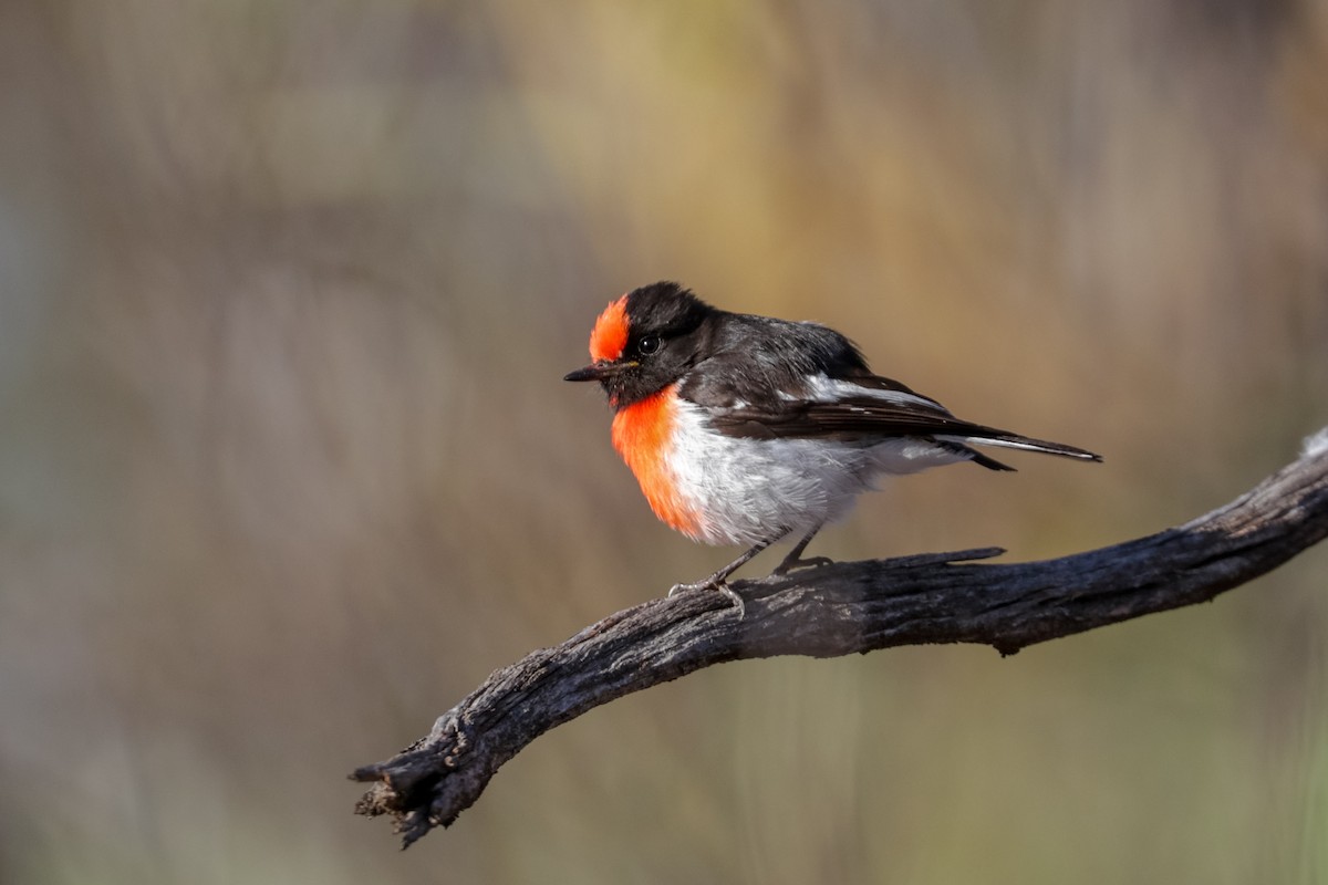 Red-capped Robin - Tommy Pedersen