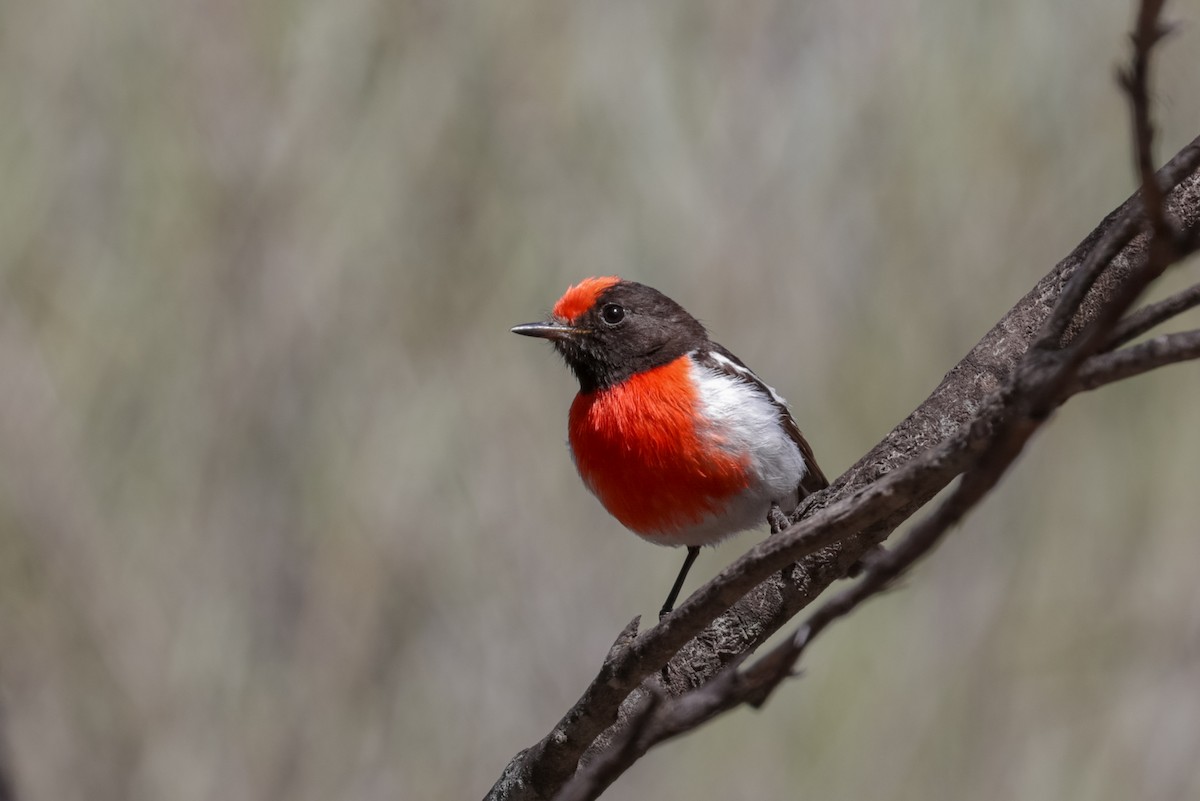 Red-capped Robin - ML121862861