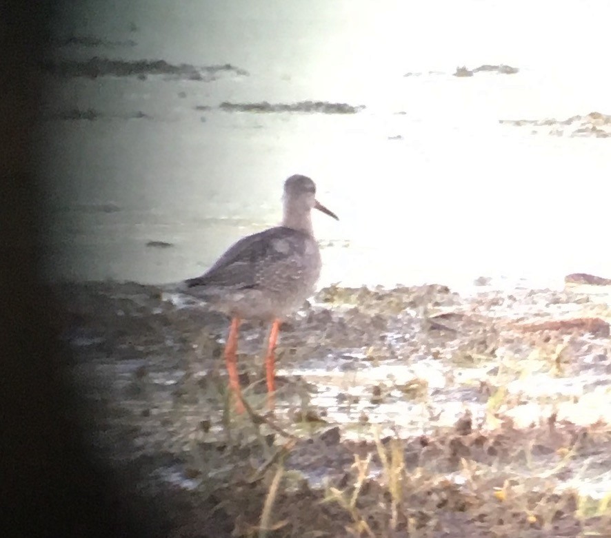 Spotted Redshank - ML121863291