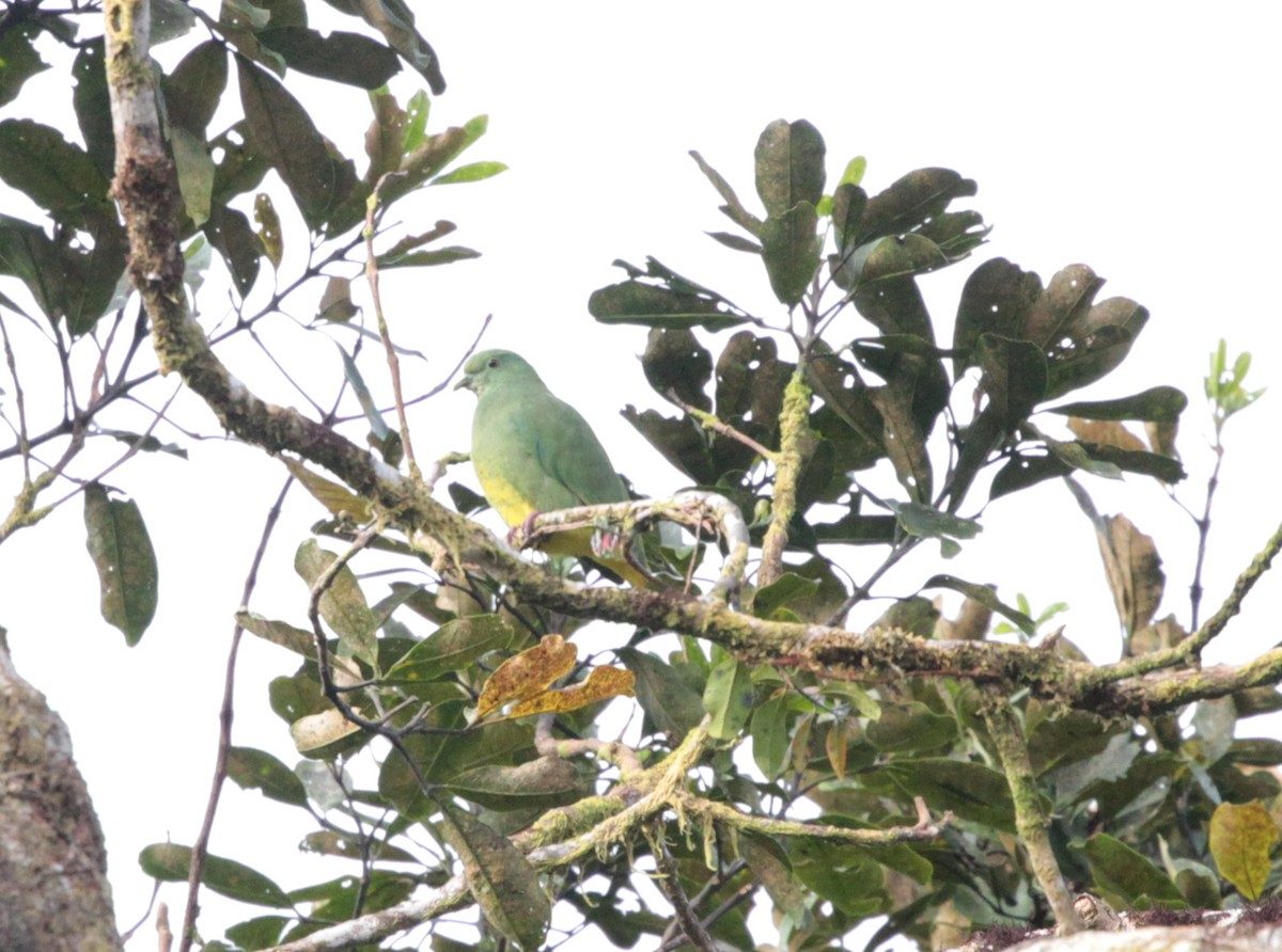Claret-breasted Fruit-Dove - ML121863641