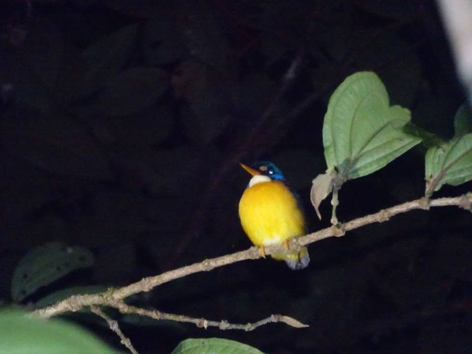 Guadalcanal Dwarf-Kingfisher (Malaita) - Corey Callaghan