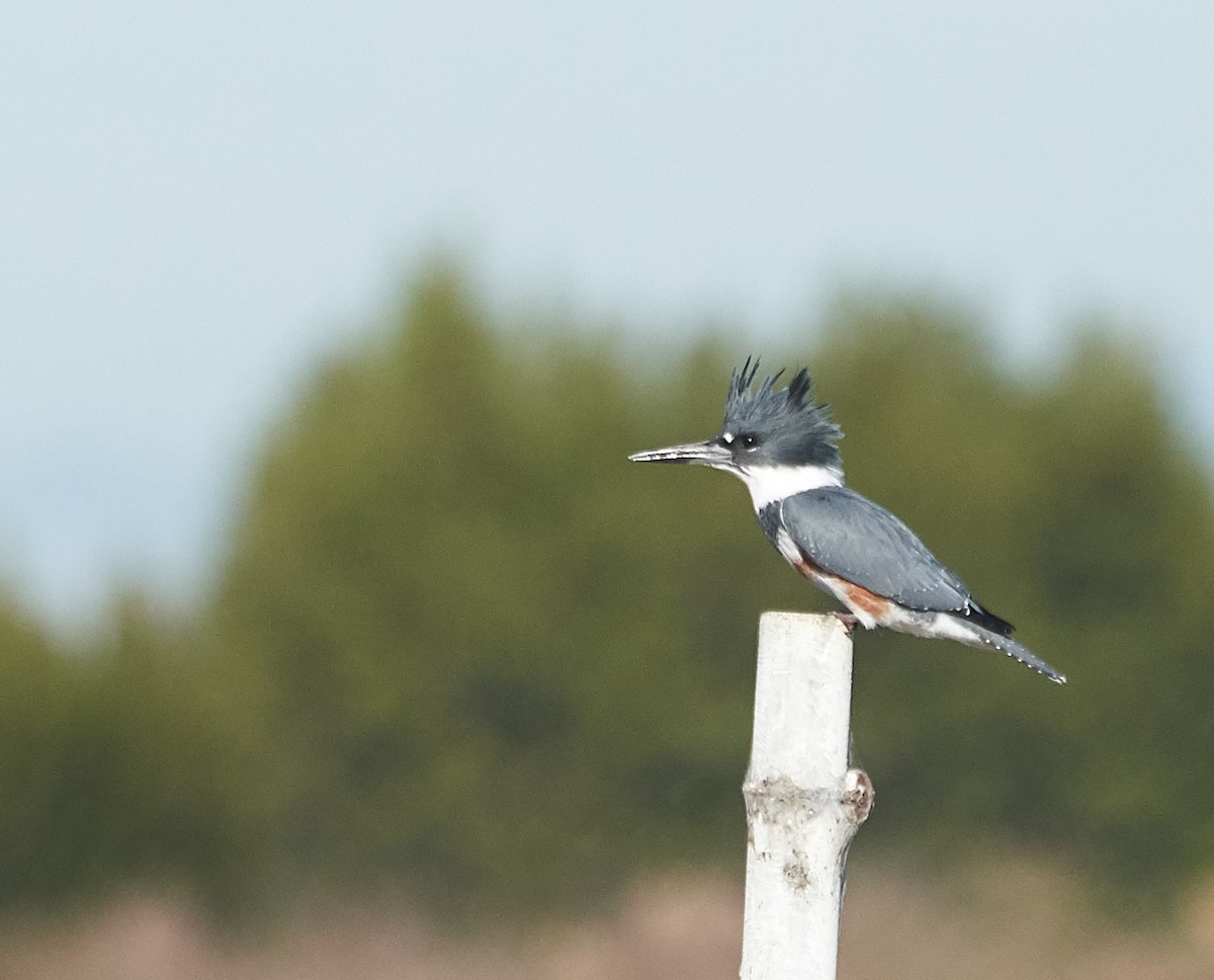 Belted Kingfisher - ML121866221