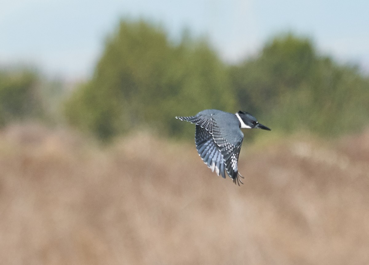 Belted Kingfisher - ML121866261