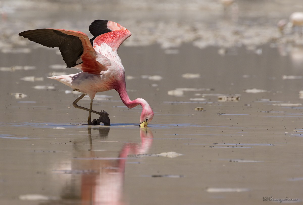 Andean Flamingo - Evangelina Indelicato