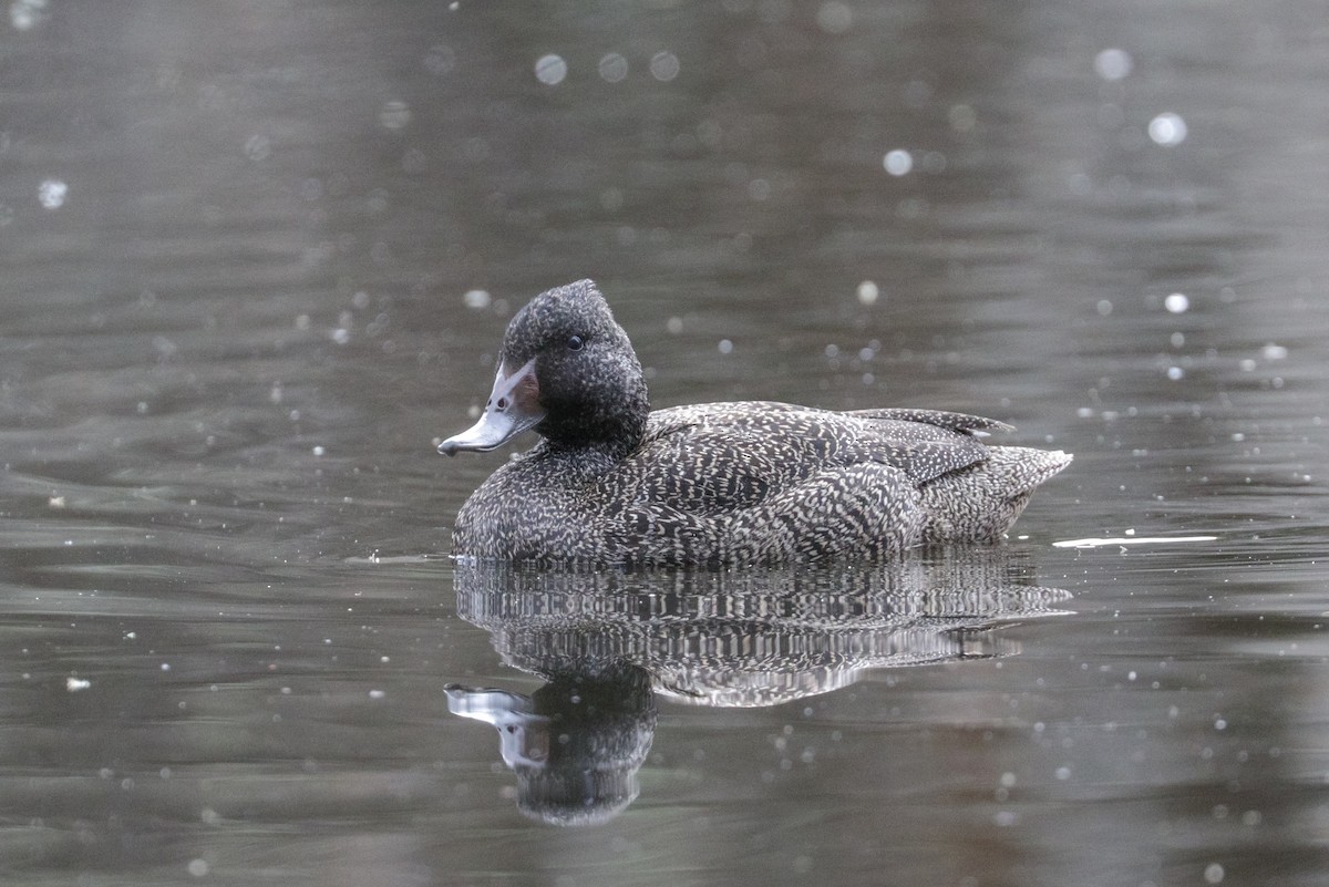 Freckled Duck - ML121868811