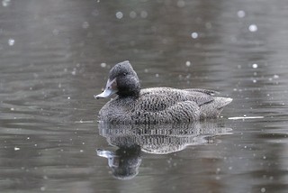 Freckled Duck, ML121868811