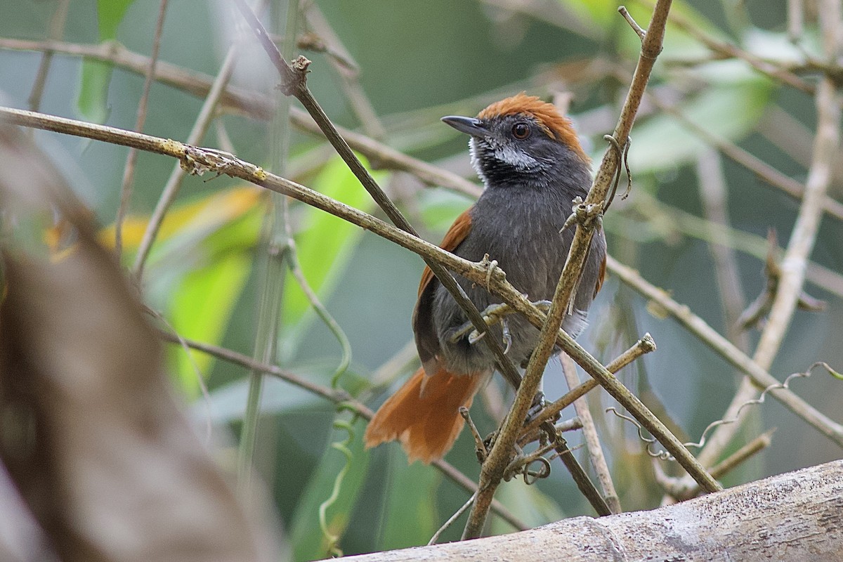 Amazonian Spinetail (undescribed form) - ML121871981