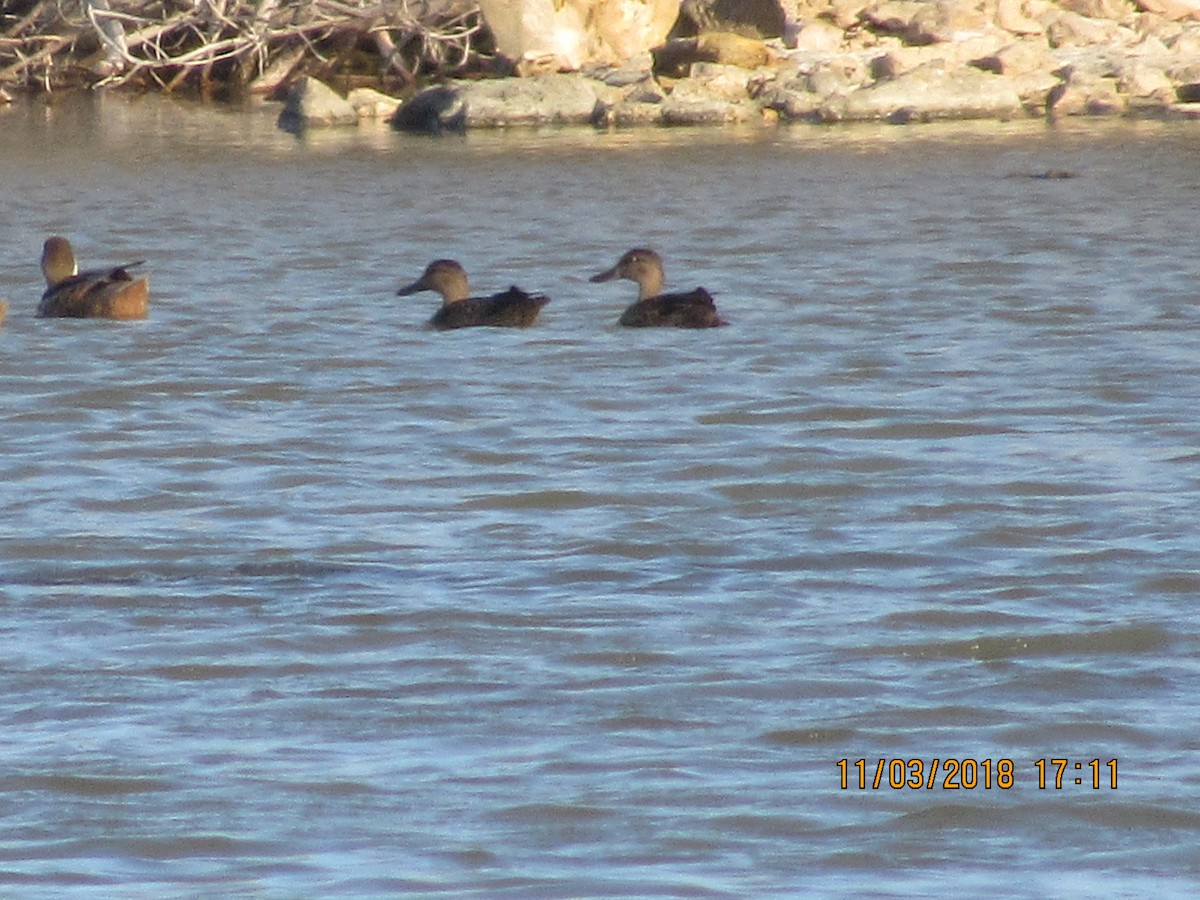 Blue-winged Teal - ML121876031