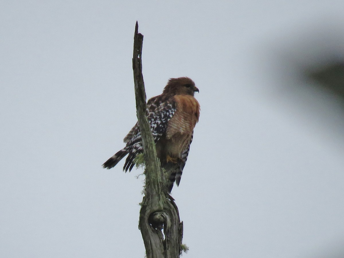 Red-shouldered Hawk - Sally Hill