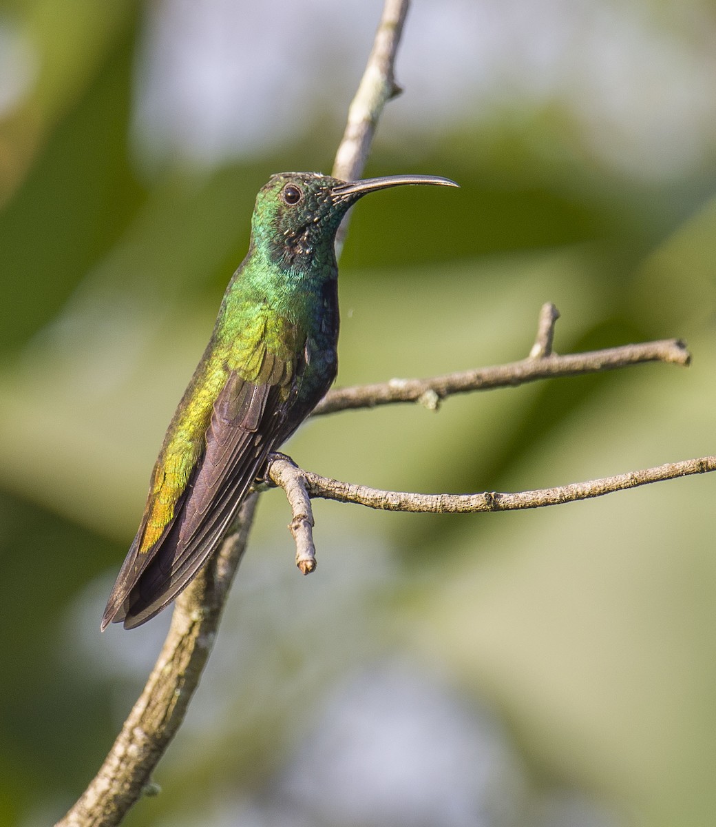 Green-throated Mango - Cyril Coomansingh