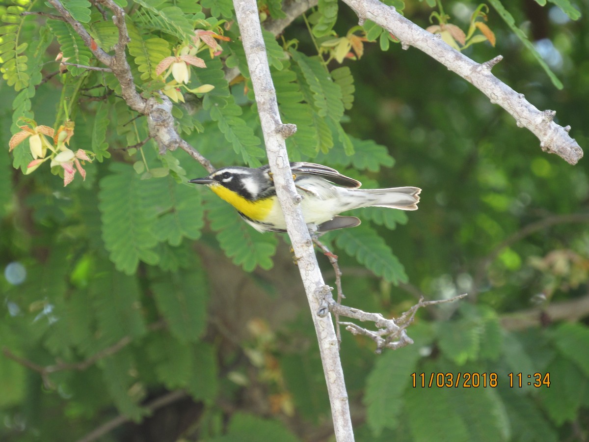 Yellow-throated Warbler - ML121878531