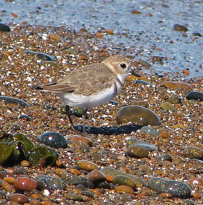 Two-banded Plover - ML121879411