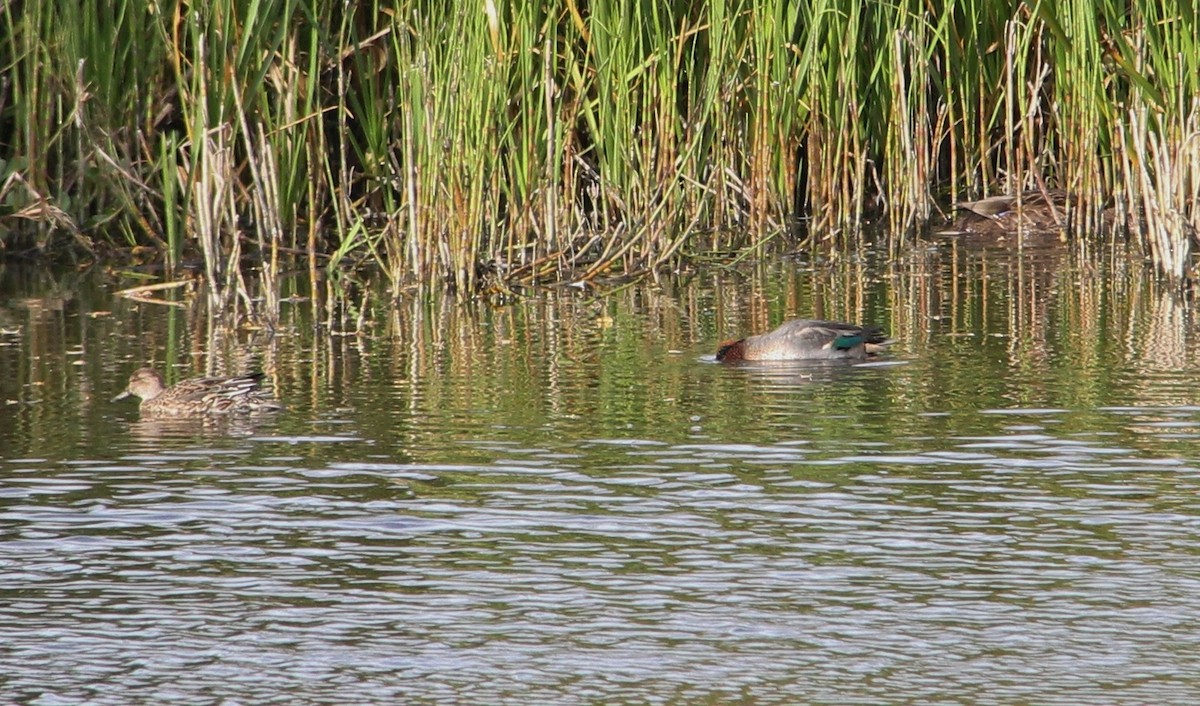 Green-winged Teal - ML121881301