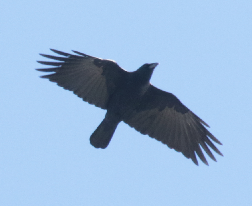 American Crow - ML121881991