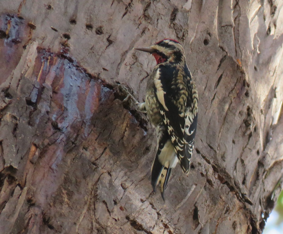 Yellow-bellied Sapsucker - Chris O'Connell